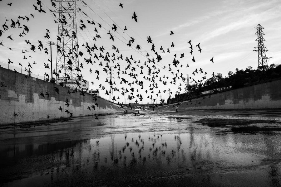 Pigeons over LA River
