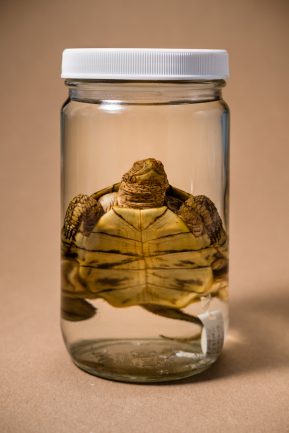 Turtle suspended in glass jar