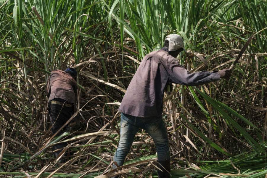 Sugar story wins press club award Homelands Productions